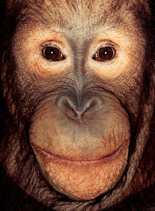 Illustration for article titled Primate portraits invite you to see apes as individuals